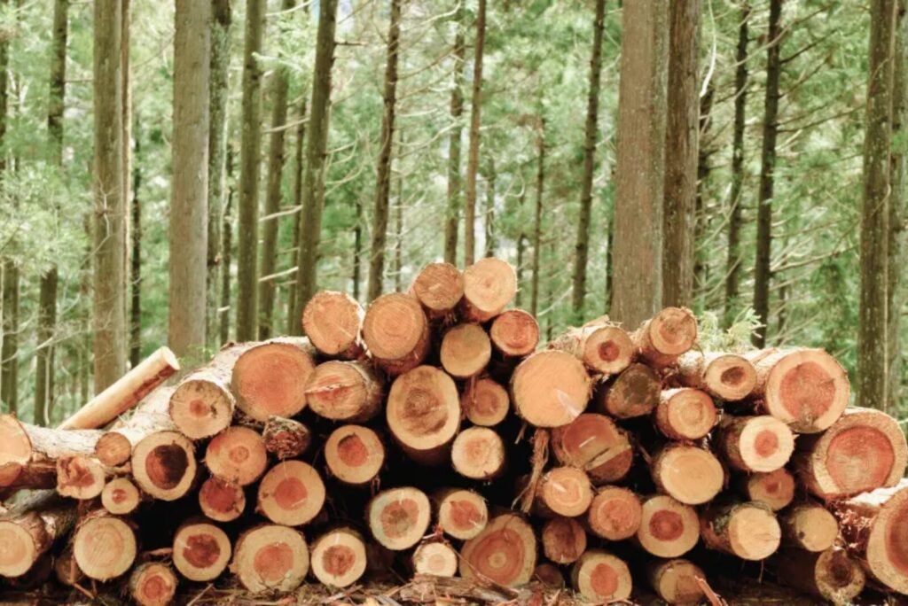 小嶋工務店が「シロアリに強い」と言われる4つの理由